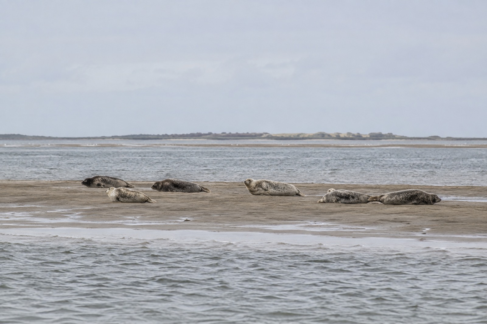 Zeehonden naast elkaar op een bij laagwater drooggevallen zandplaat